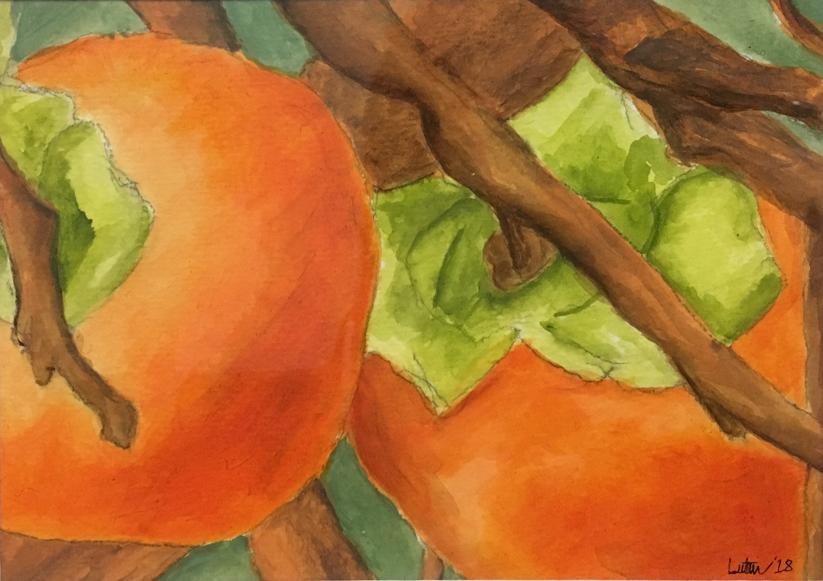 Persimmons
